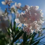 Flores 4* Poreč