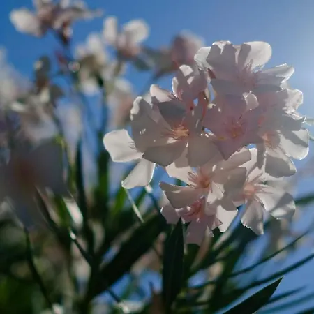 Flores 4* 포레치