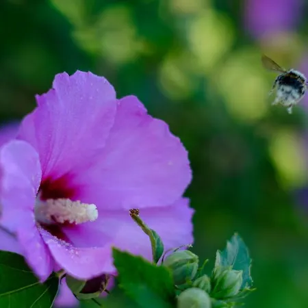 호텔 Flores 포레치